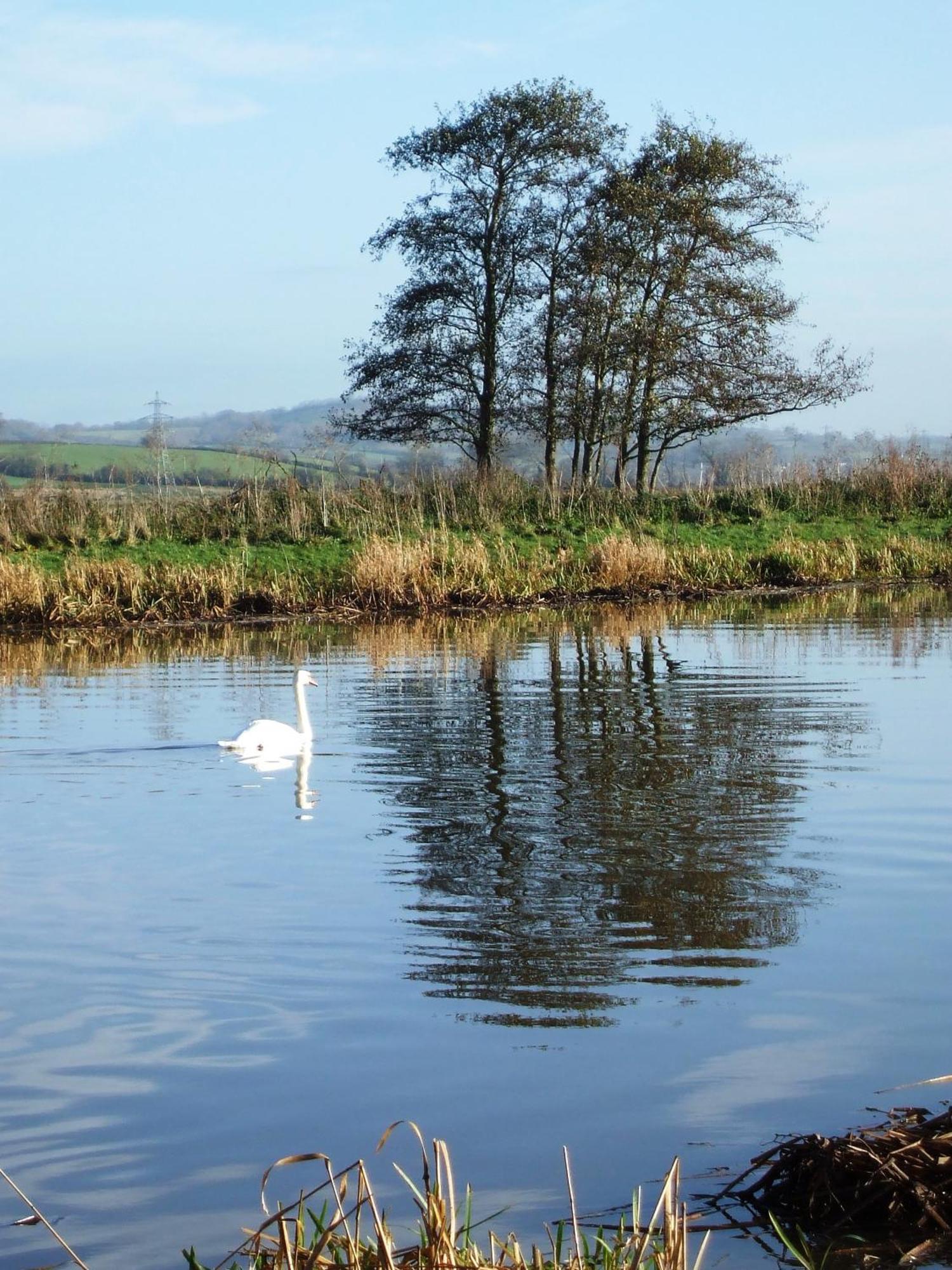 ברידג'ווטר The Bower Inn מראה חיצוני תמונה Swans on the River Wye
